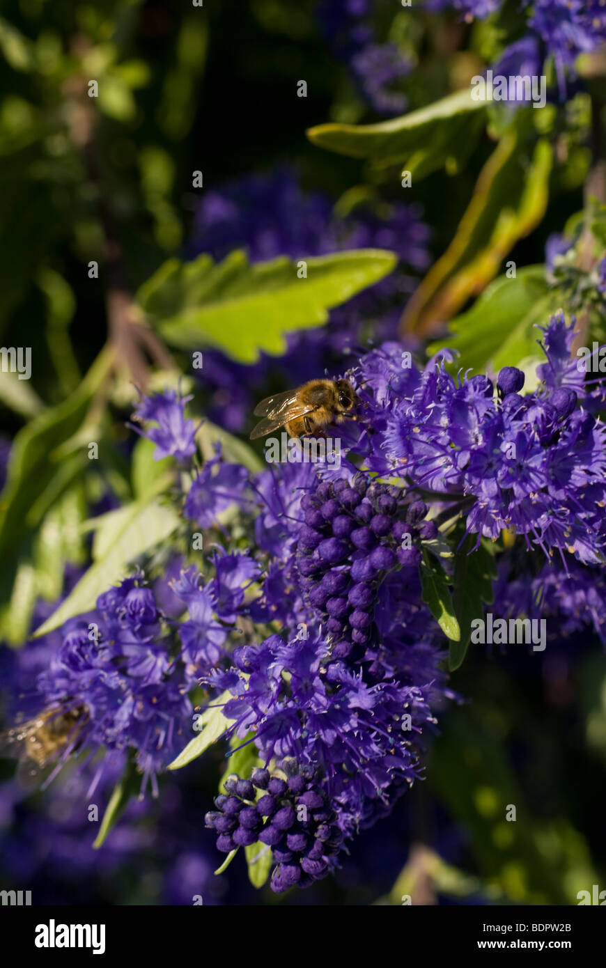 Honey bee collecting pollen Stock Photo