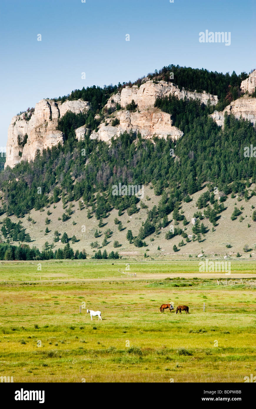 Horses on ranchland in the Sunlight Basin in Wyoming Stock Photo