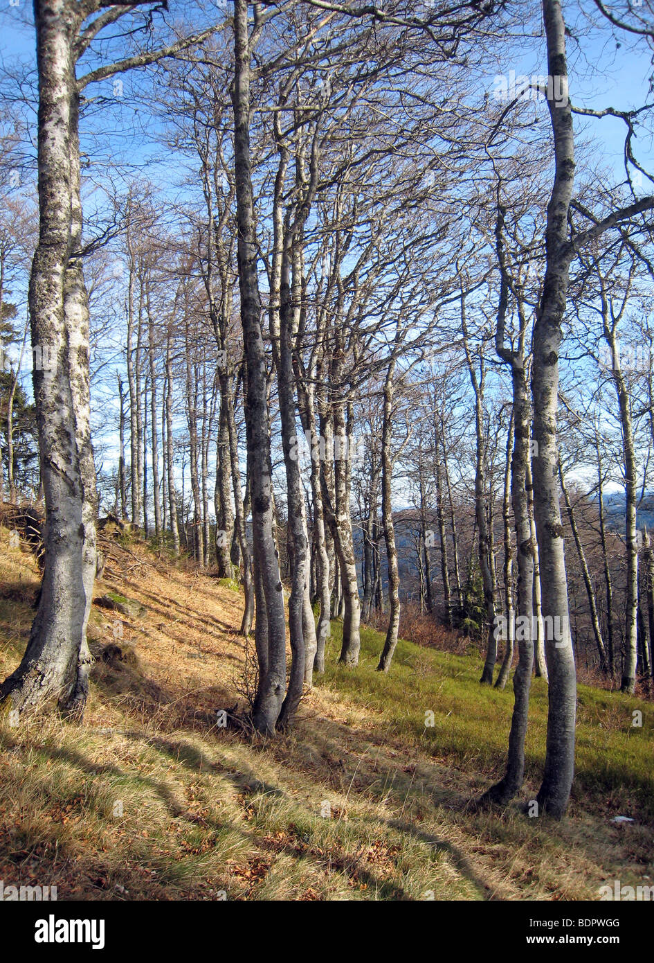 Buchenwald im Schwarzwald Stock Photo