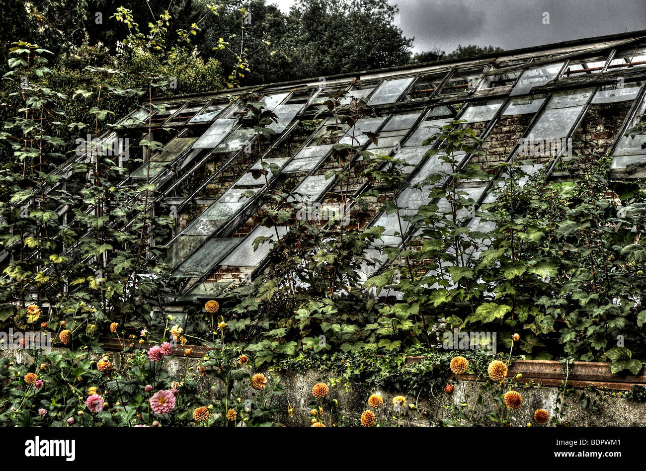 An old greenhouse with broken glass windows Stock Photo Alamy