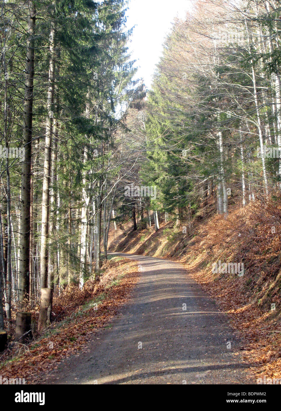 Waldweg im Schwarzwald Stock Photo