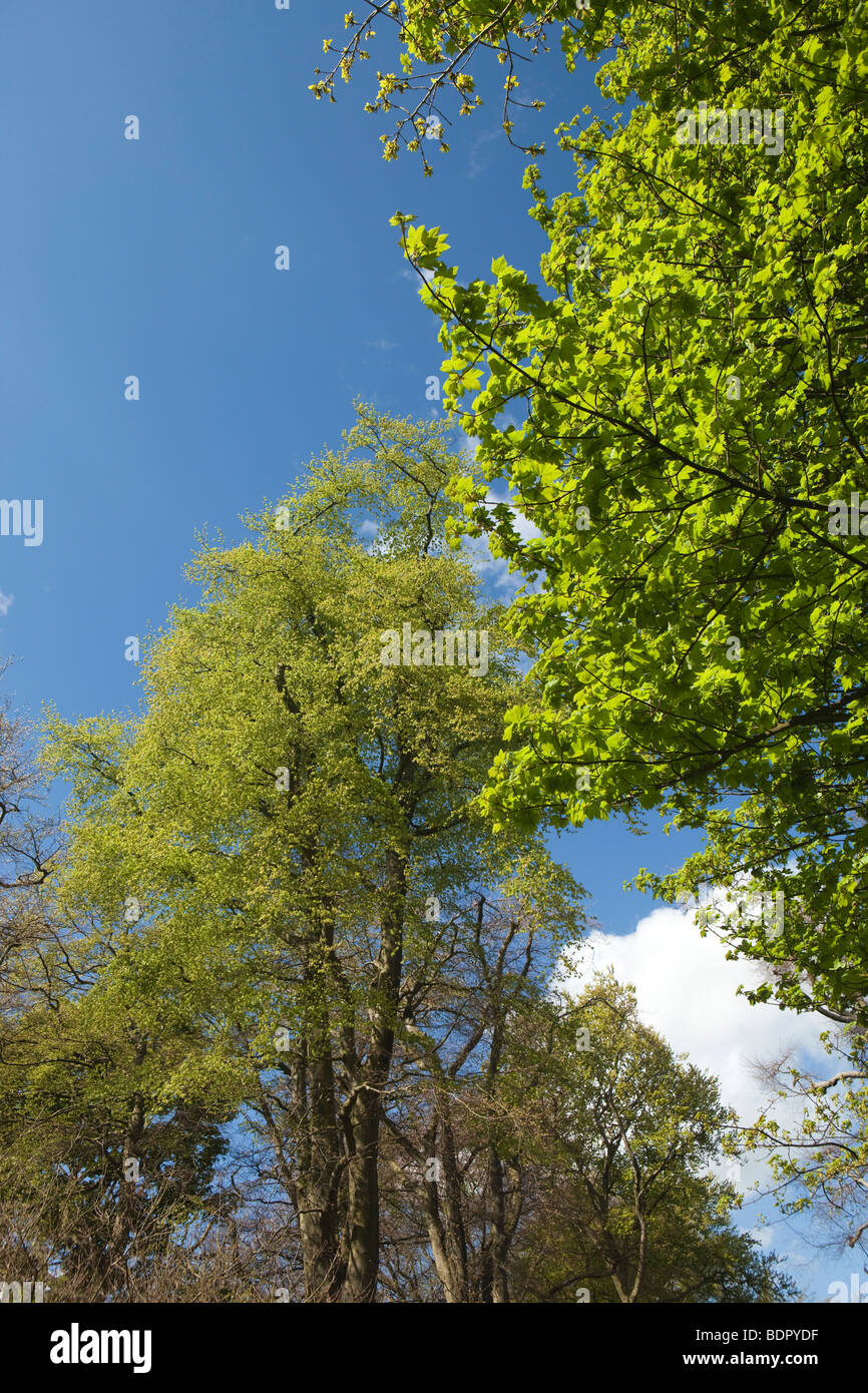 UK, England, Cheshire, Alderley Edge, Springtime, beech trees in new leaf Stock Photo