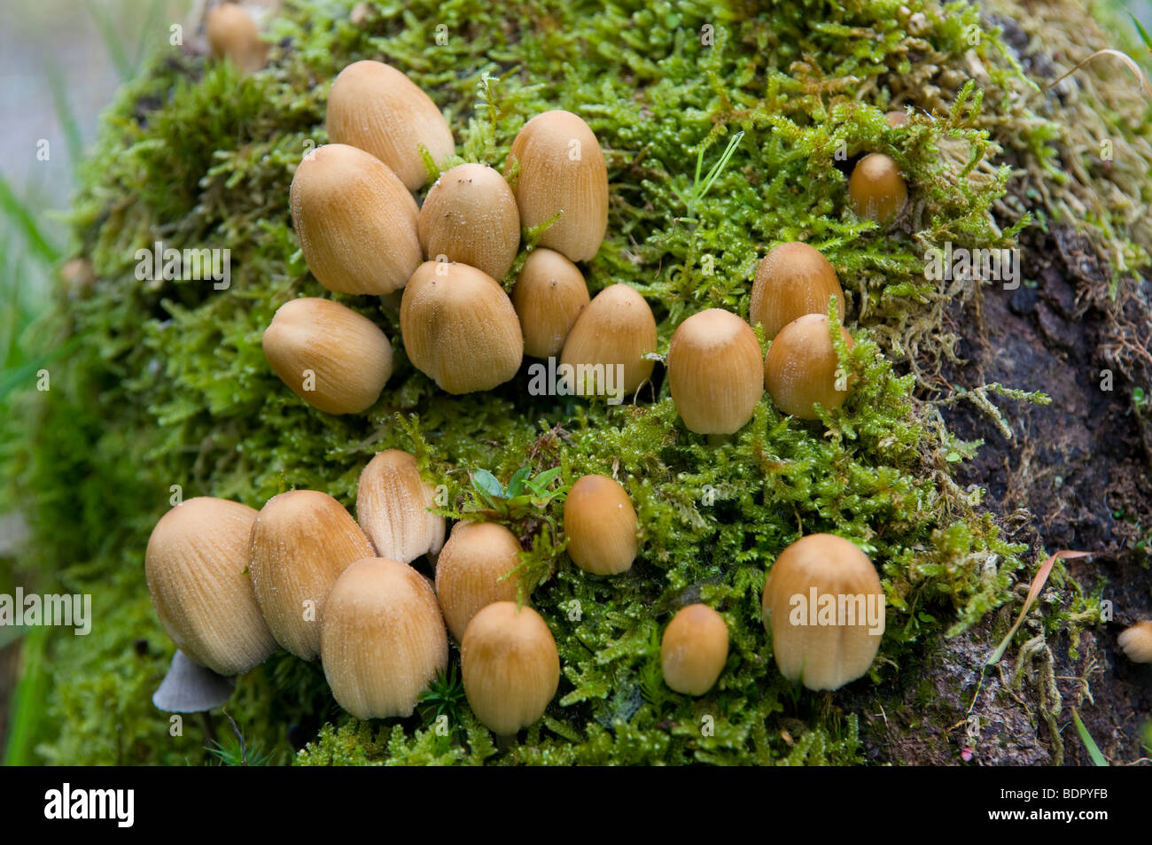 Glistening Ink Caps (Coprinus micaceus), group on stump Stock Photo
