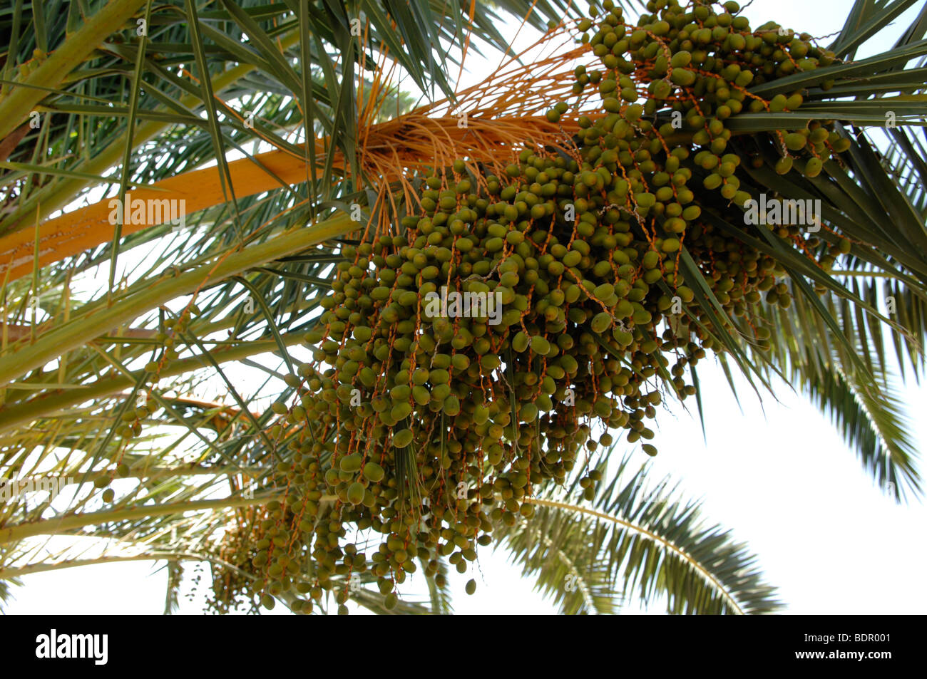 oil palm Stock Photo