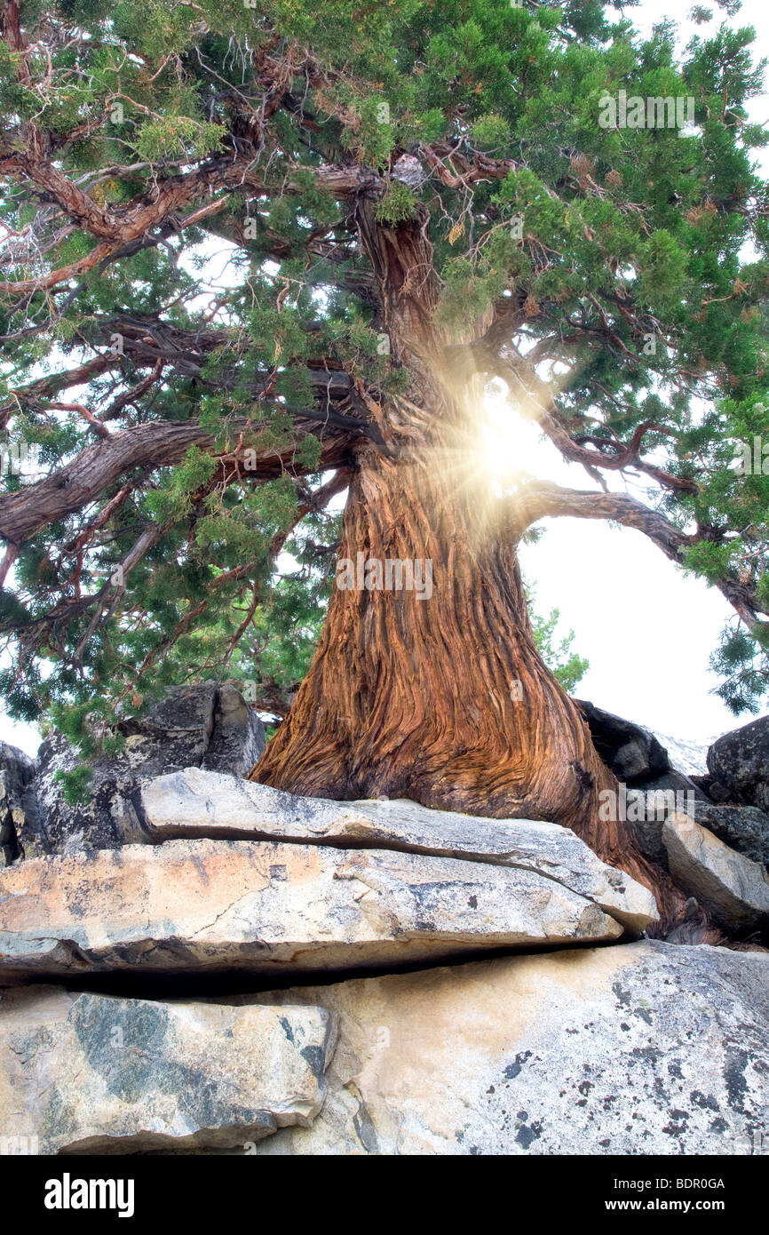 Juniper tree hires stock photography and images Alamy