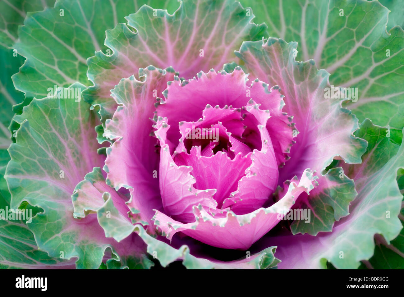 Dynasty Pink flowering cabbage. Al's Garden Nursery, Oregon Stock Photo