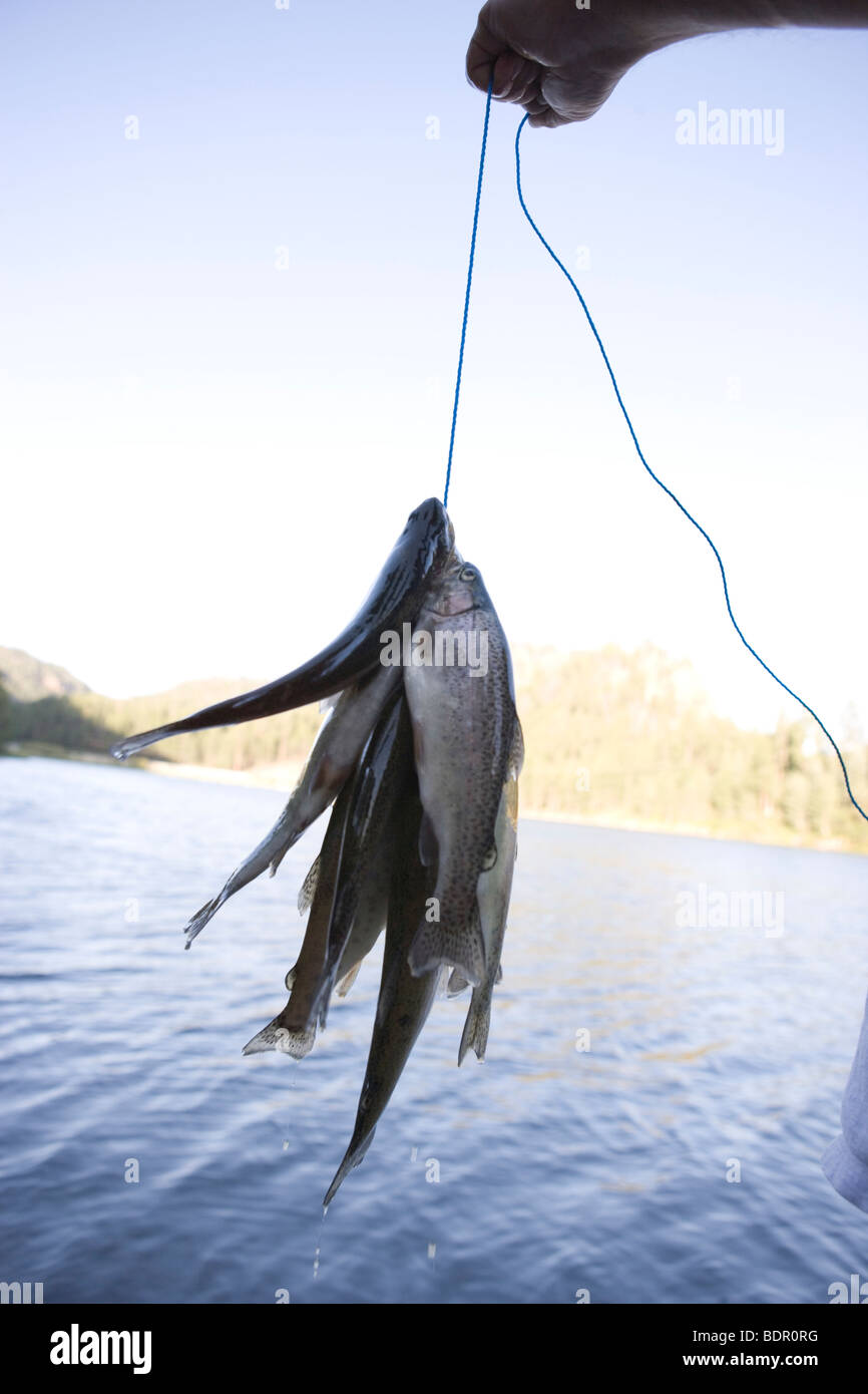 fresh trout caught in a lake by fisherman, holding up his catch in front of the water Stock Photo