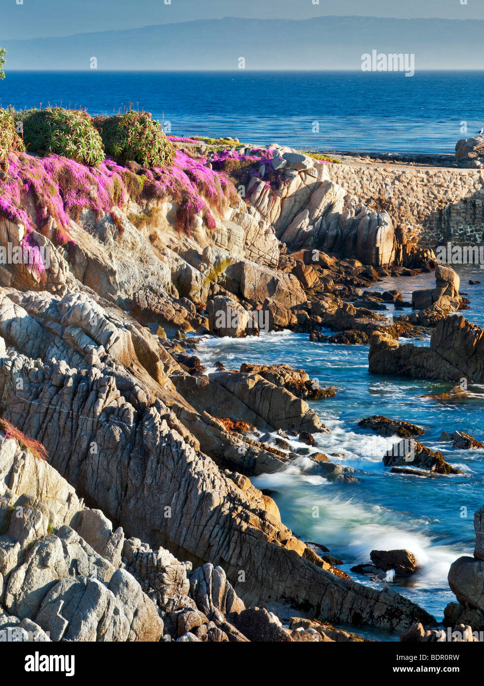 Purple ice plant blossoms and ocean. Pacific Grove, California Stock Photo