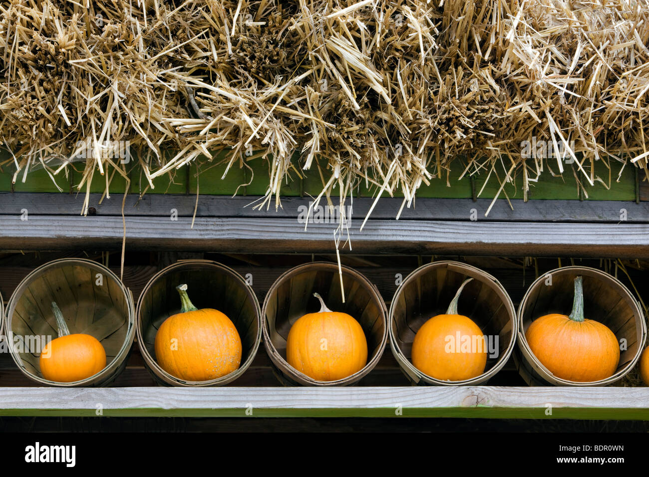 Pumpkins in baskets. Al's Garden Nursery, Oregon Stock Photo
