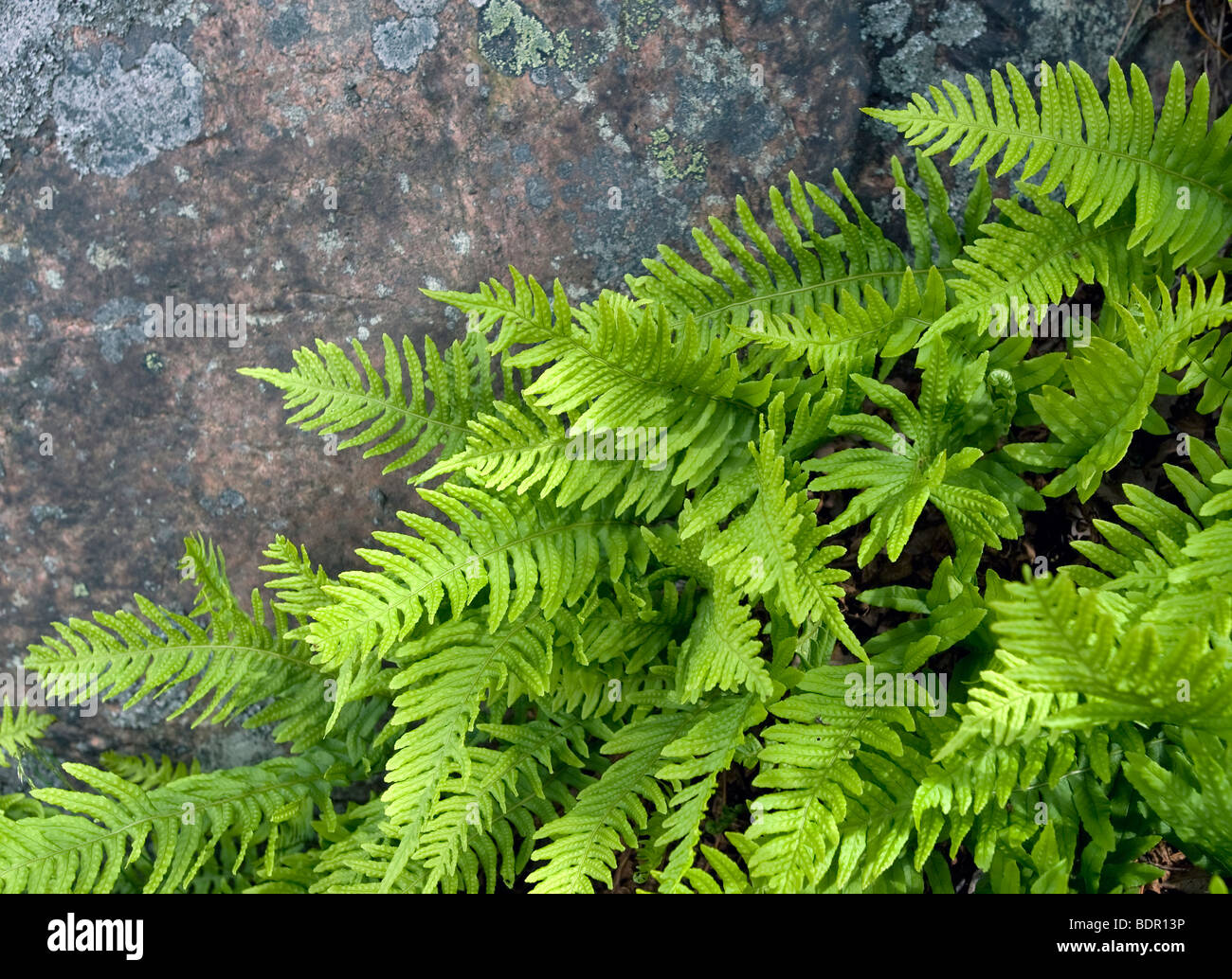 Polypodium vulgare Stock Photo