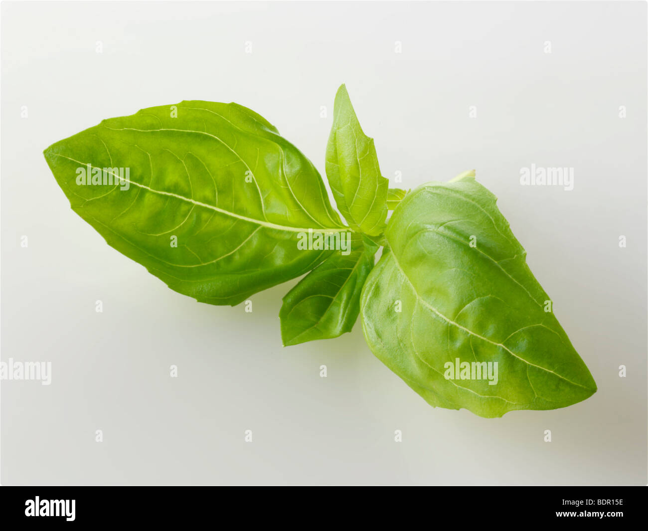 Fresh Basil leaves Stock Photo
