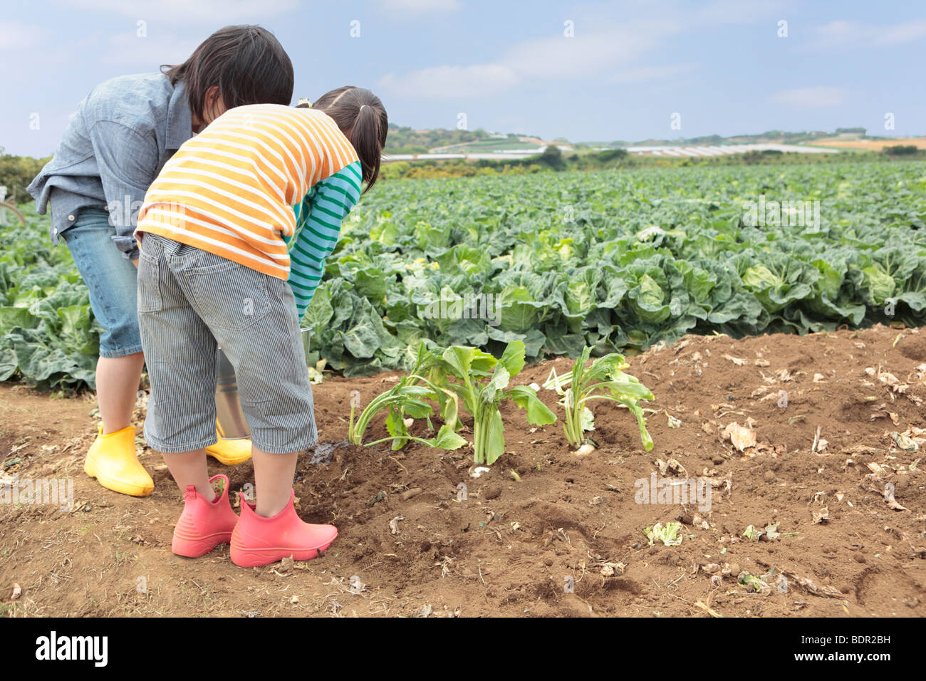 Boy and girl watering field Stock Photo - Alamy