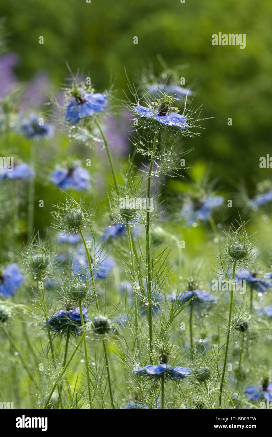 Love in a mist flowers (Nigella damascena) Stock Photo