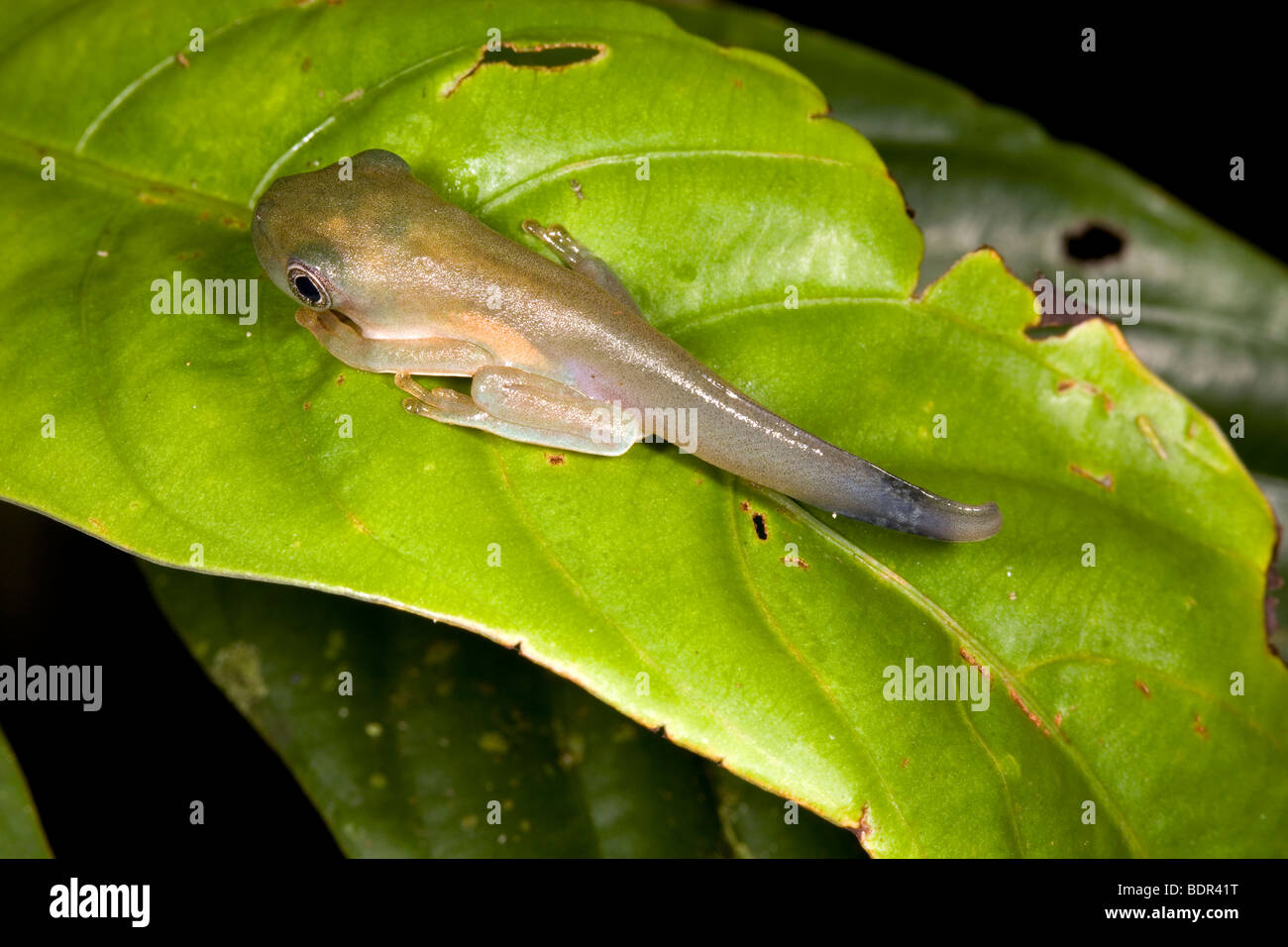Amphibian metamorphosis - Tadpole changing into a frog Stock Photo