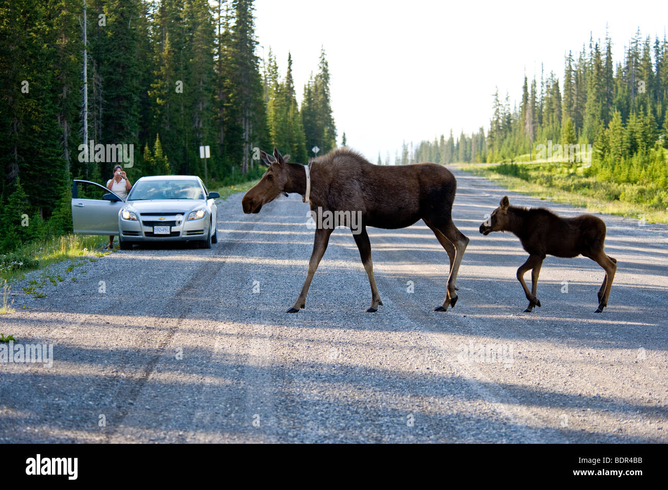 Mother moose and calf cross the Spray Lakes Road in the Canadian Rockies, Alberta, Canada Stock Photo