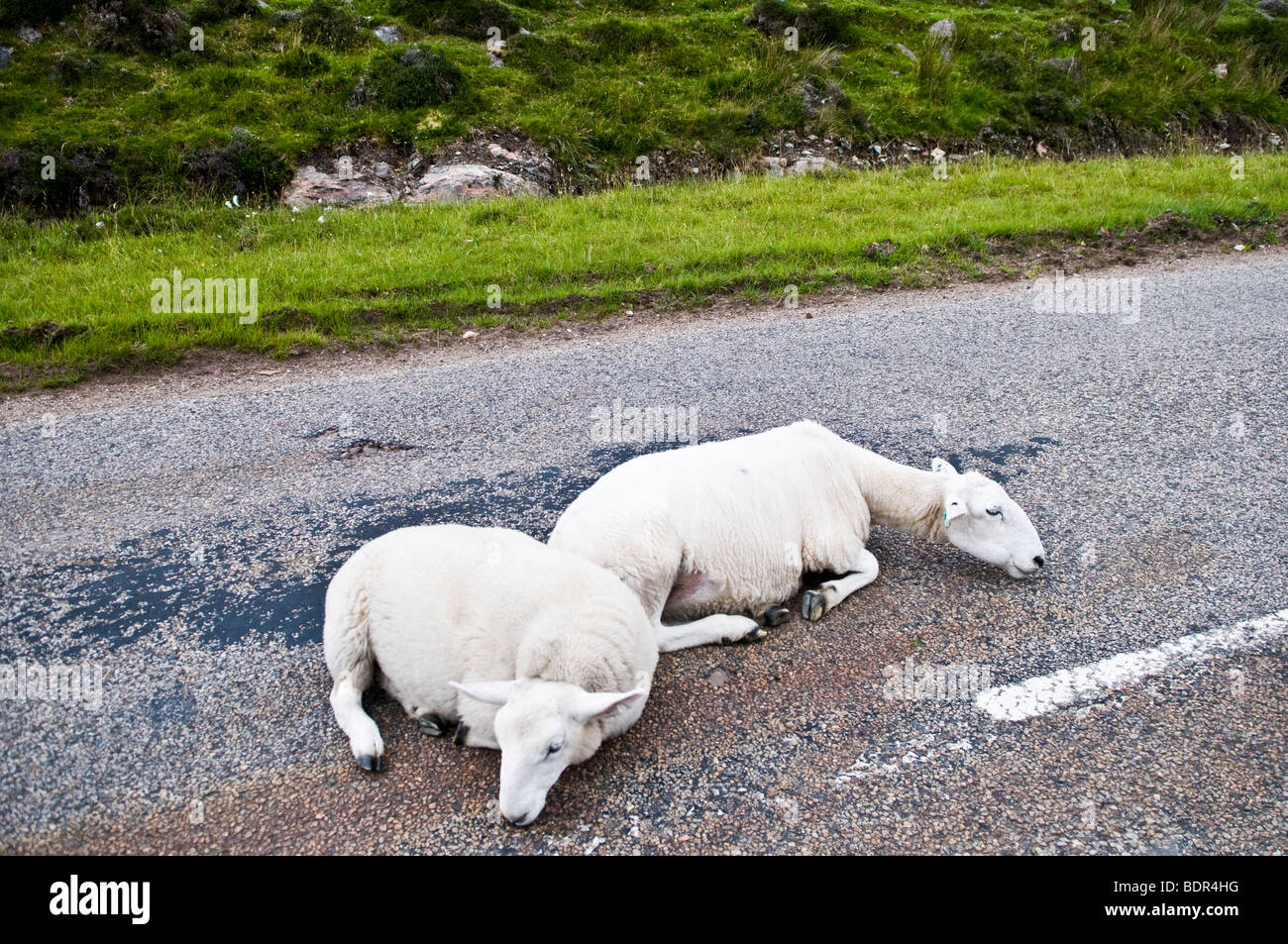 Sheep sleeping in road, Shieldaig, Scotland, UK Stock Photo