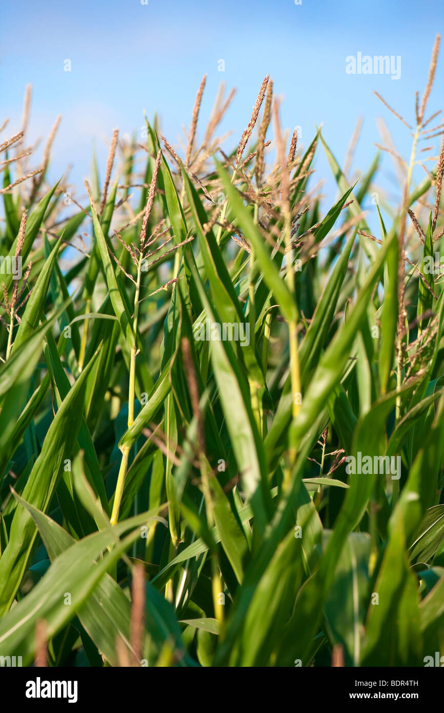 close up of green corn plants with blue sky Stock Photo