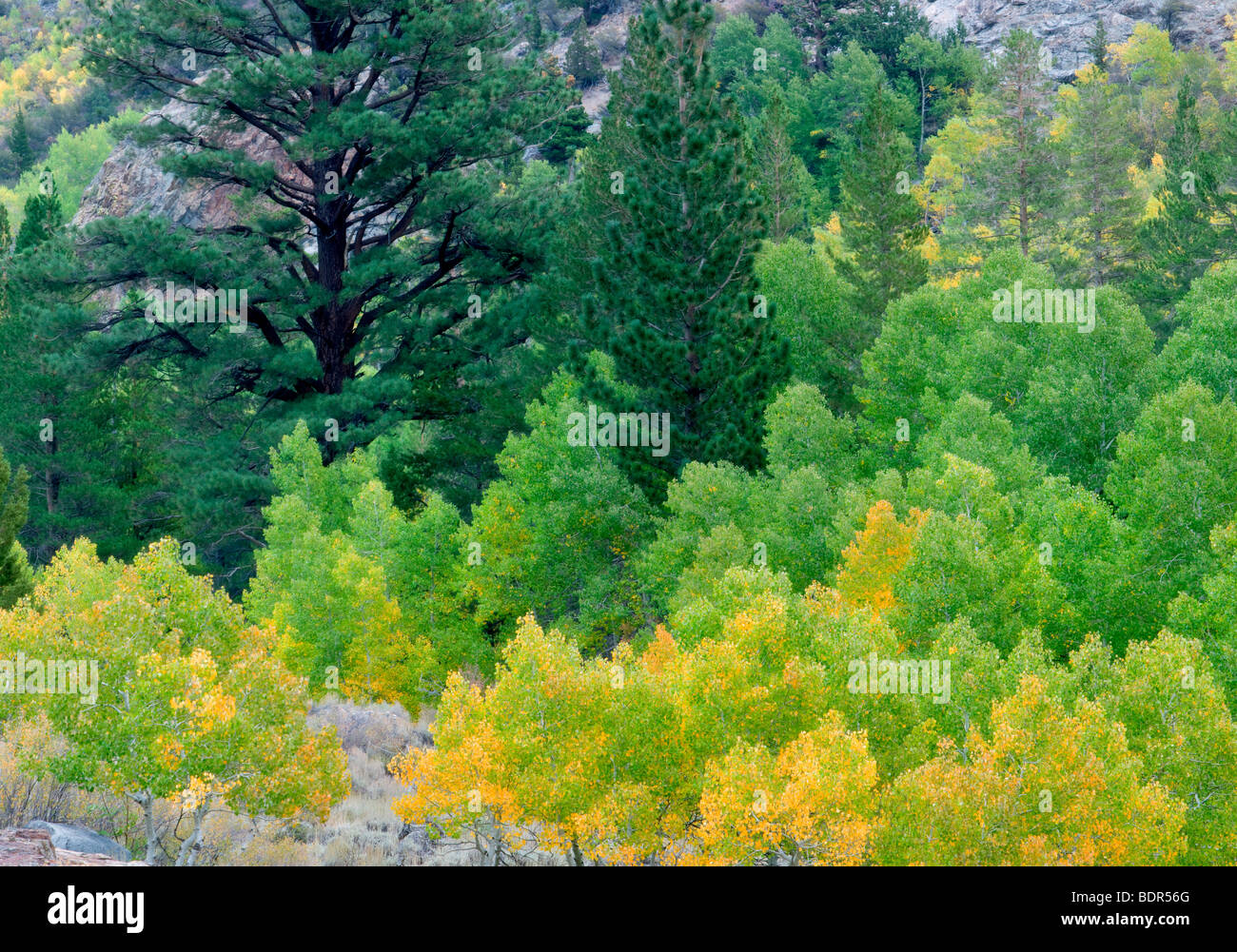 Fir and fall colored aspens trees. June Lakes Road. California. Stock Photo