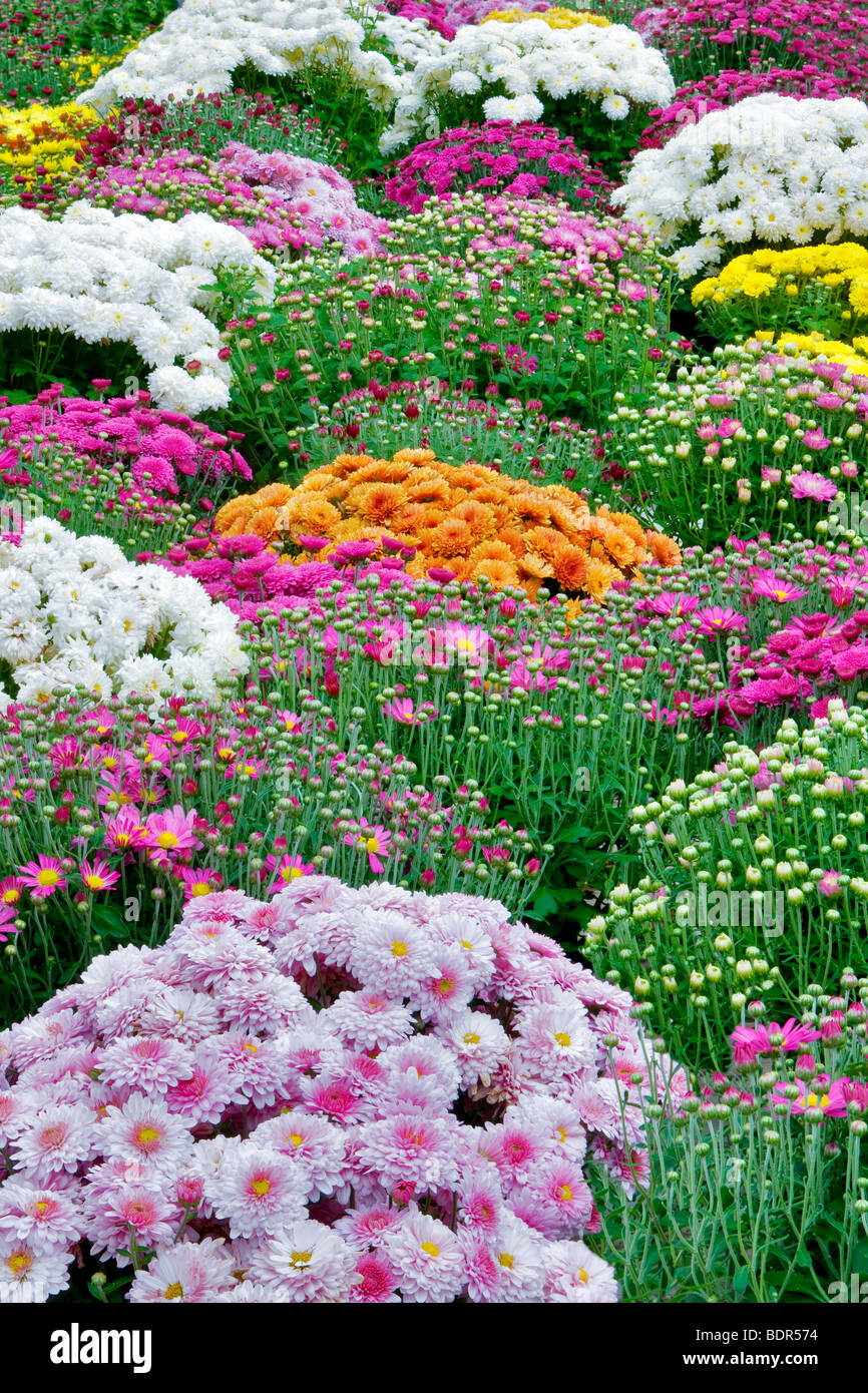 Mixed Chrysanthemums. Al's Garden nursery, Oregon Stock Photo Alamy
