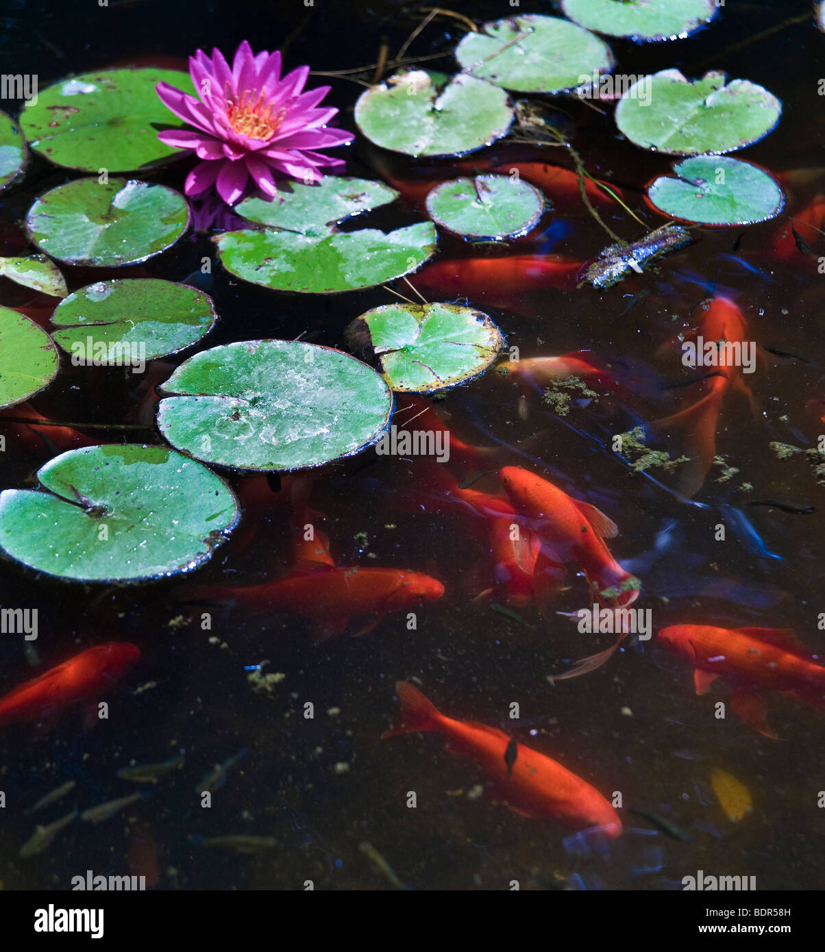 koi or gold fish in a pond with a water lily Stock Photo