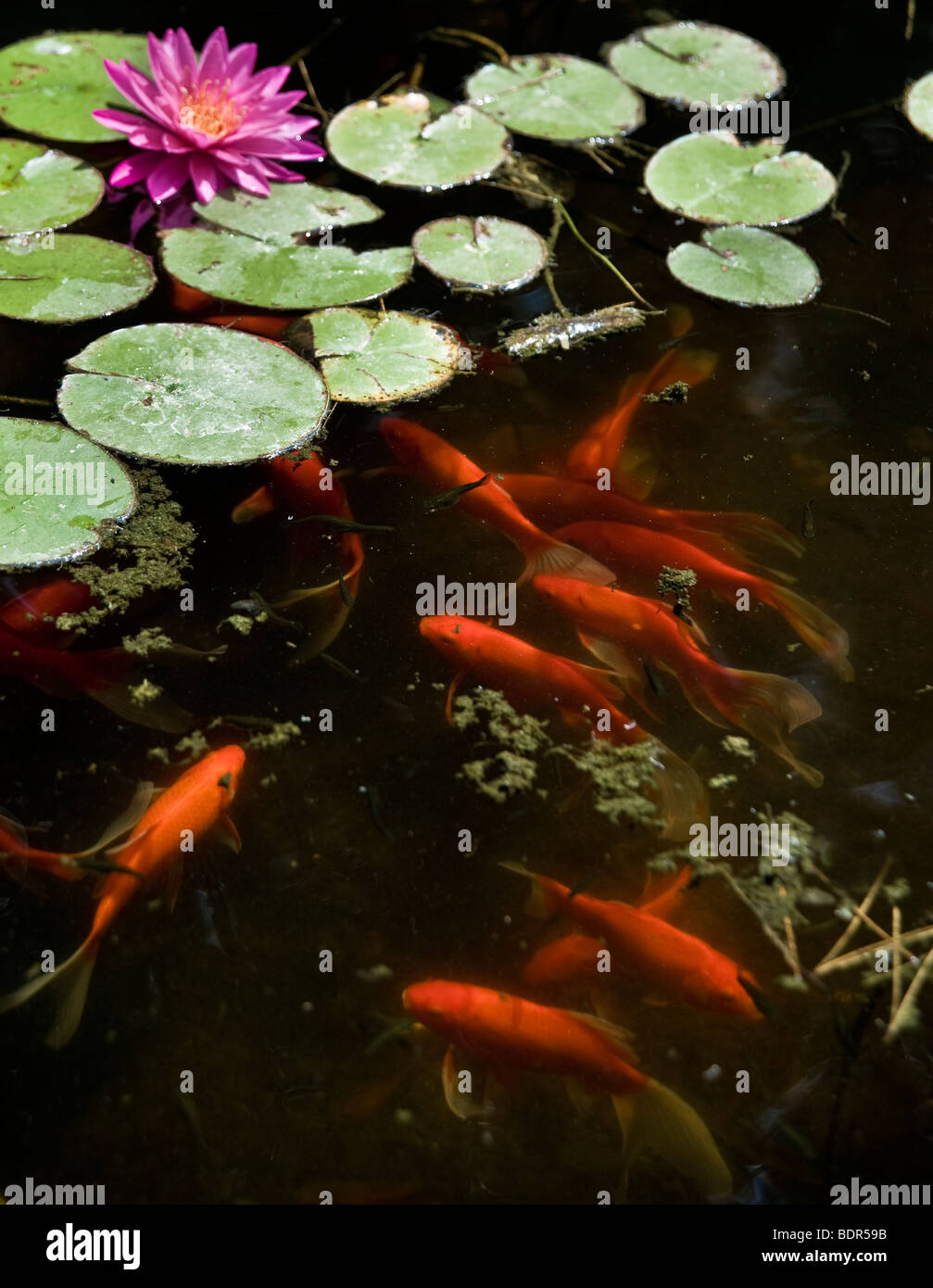 Koi or gold fish in a pond with a water lily Stock Photo