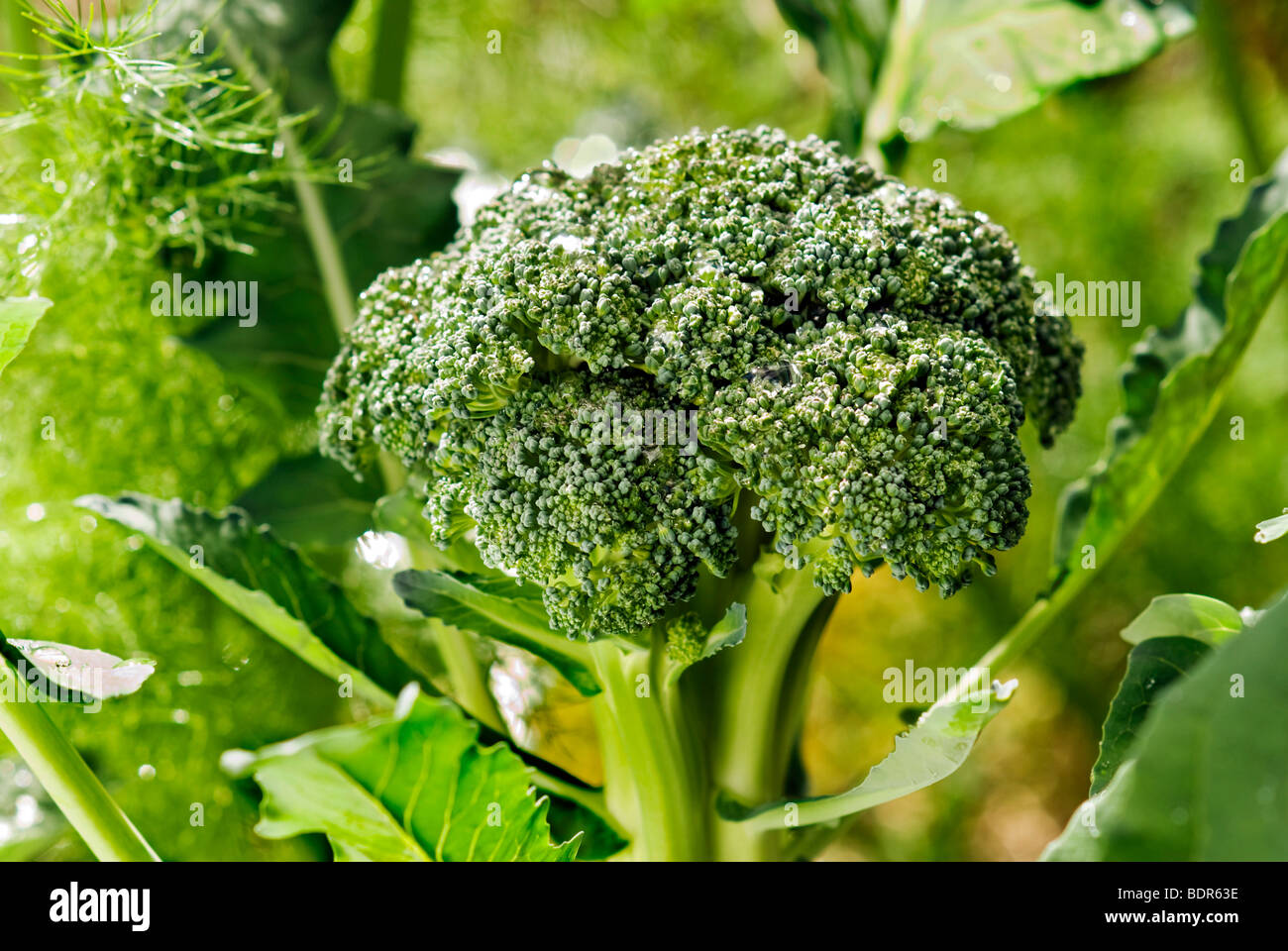 Broccoli growing in home garden Stock Photo Alamy