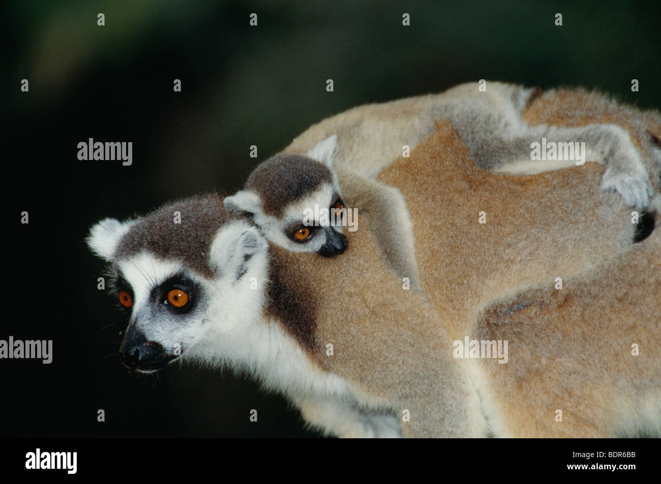 Ring-tailed lemurs Madagascar. Stock Photo