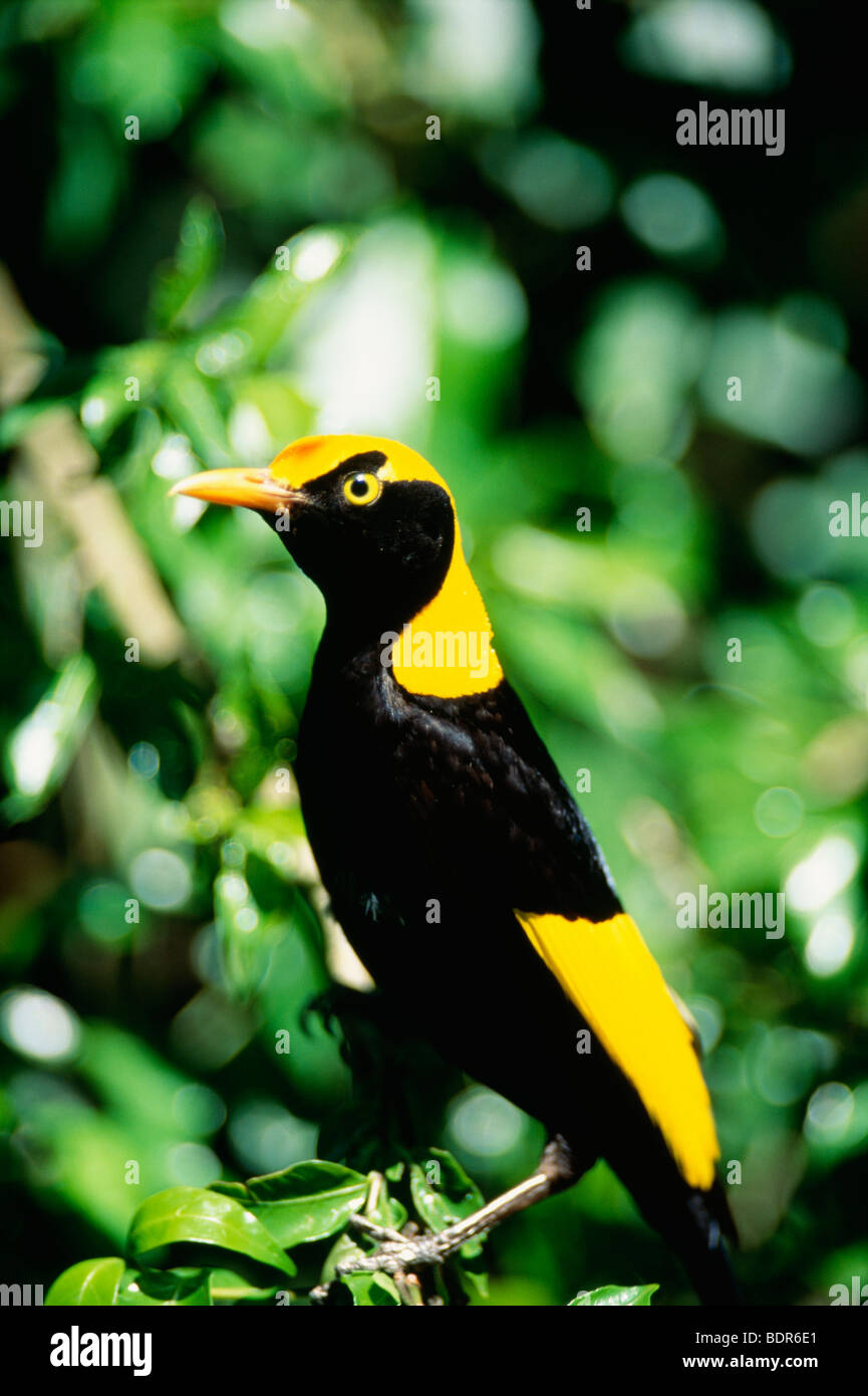 A bowerbirds Australia. Stock Photo
