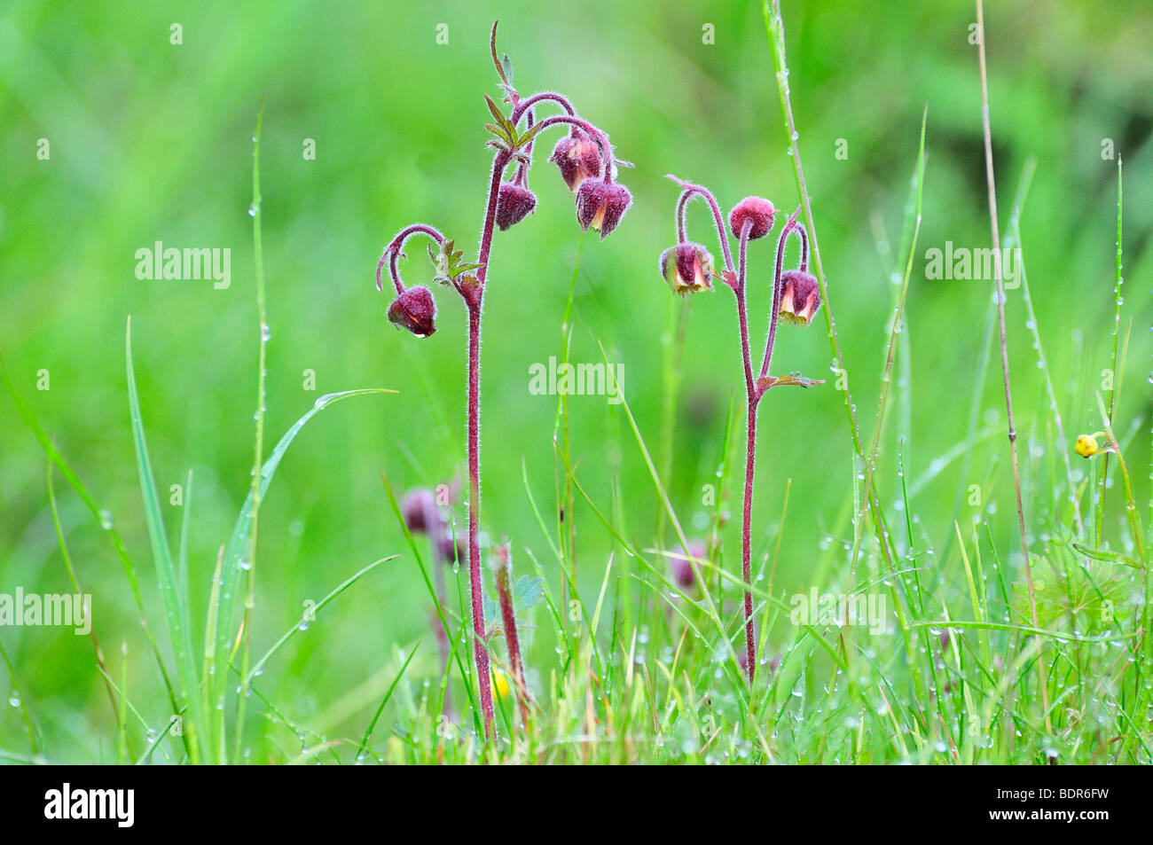Water avens close-up Sweden. Stock Photo