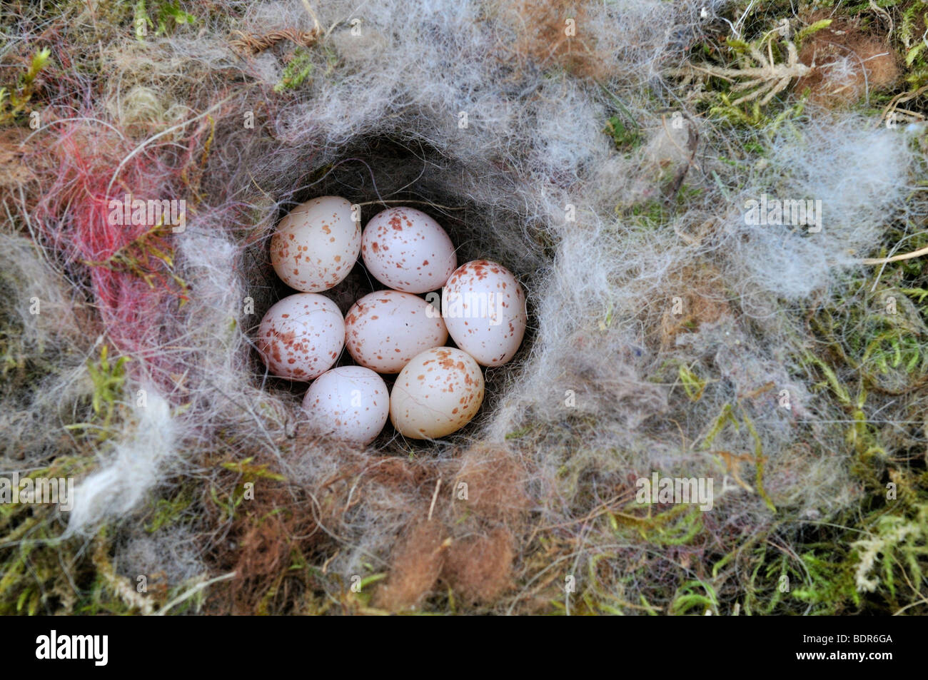 Tree Sparrow Eggs