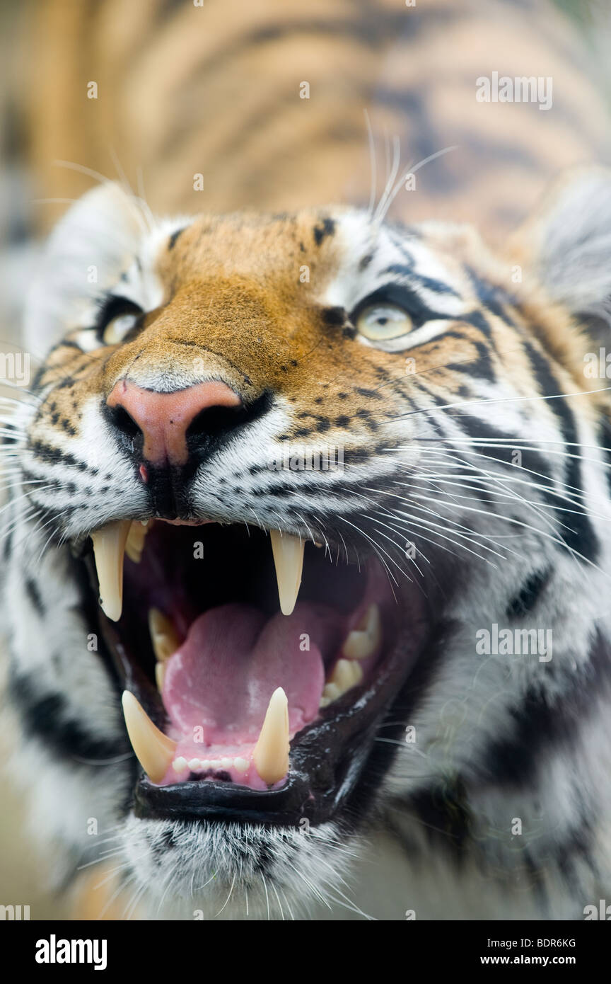 A tiger closeup Stock Photo Alamy