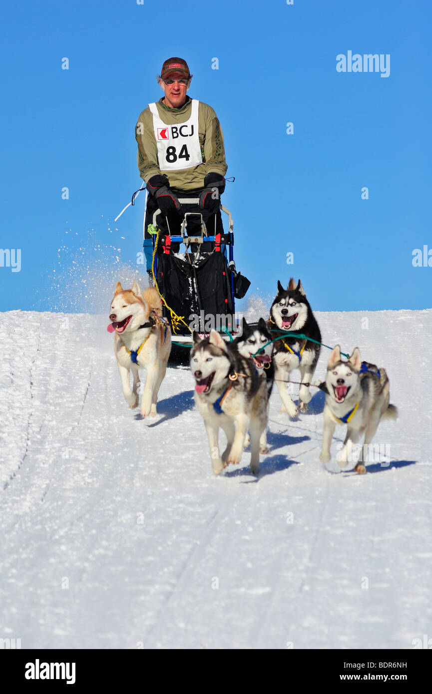 Details of a sled dog team in full action, heading towards the camera. Stock Photo