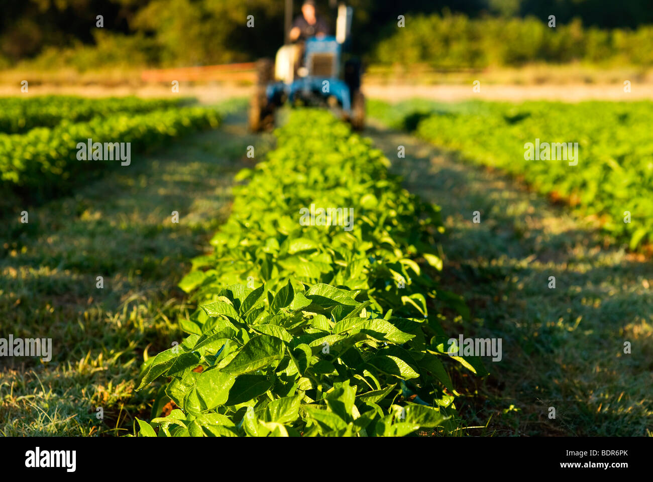 Fertlizing organic potato crop Stock Photo