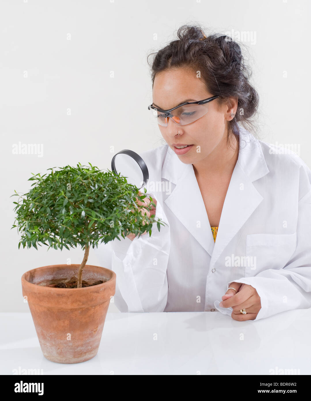 Lab tree hi-res stock photography and images - Alamy
