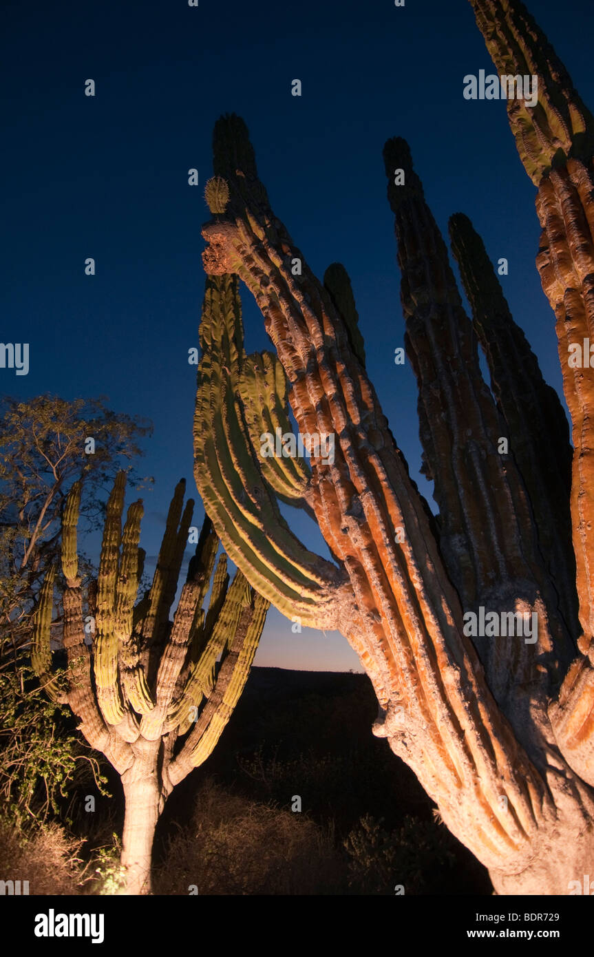 Desert plant baja mexico hi-res stock photography and images - Alamy