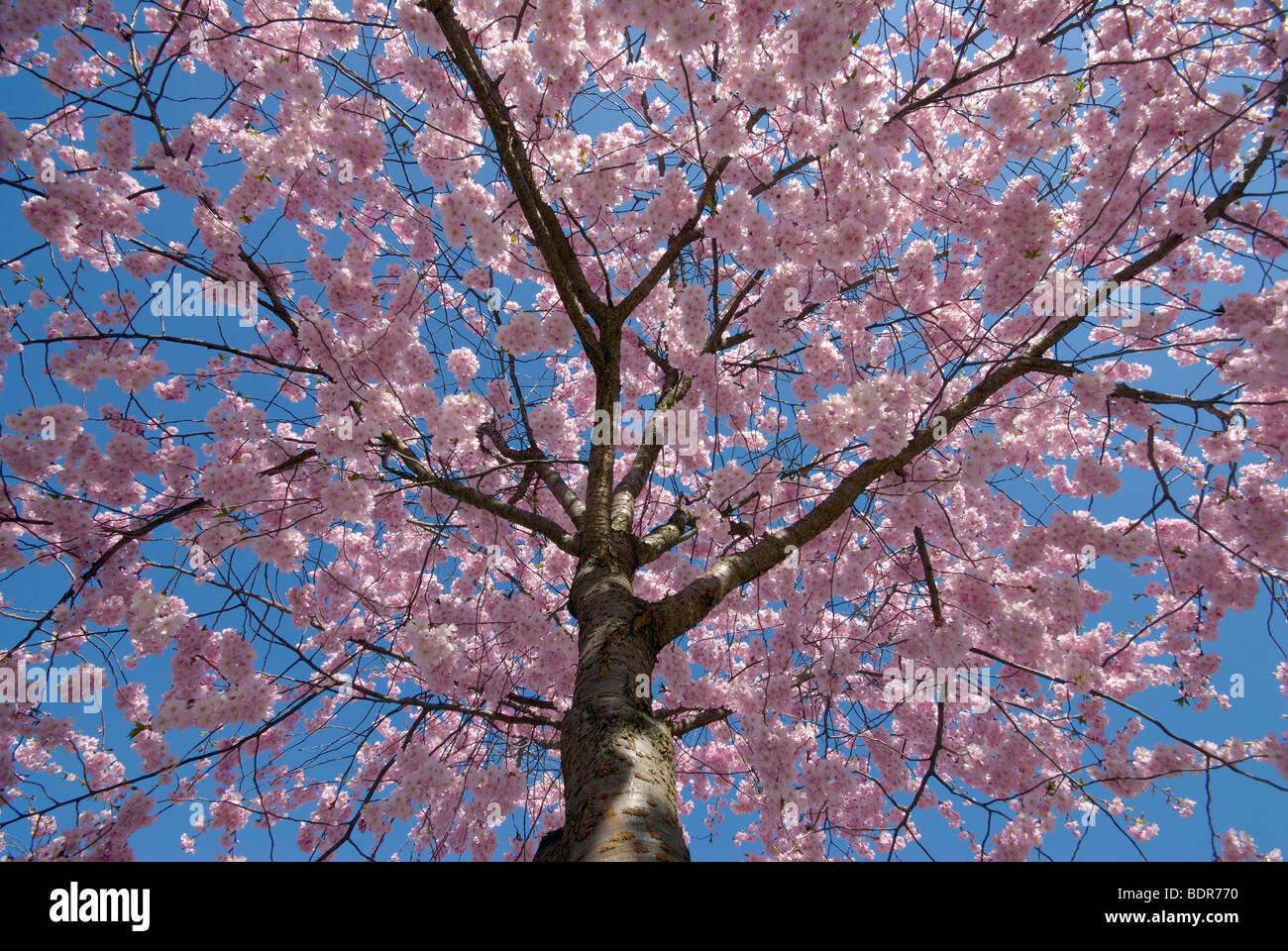 Cherry blossom Sweden. Stock Photo