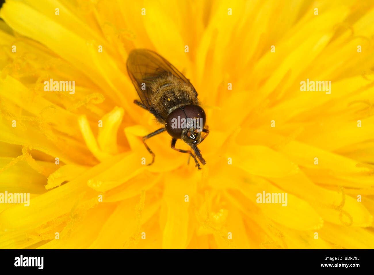 Torvus hi-res stock photography and images - Alamy