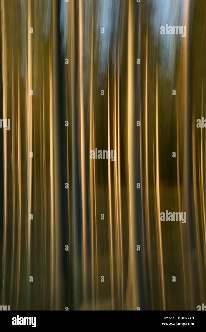Abstract forest. Stock Photo
