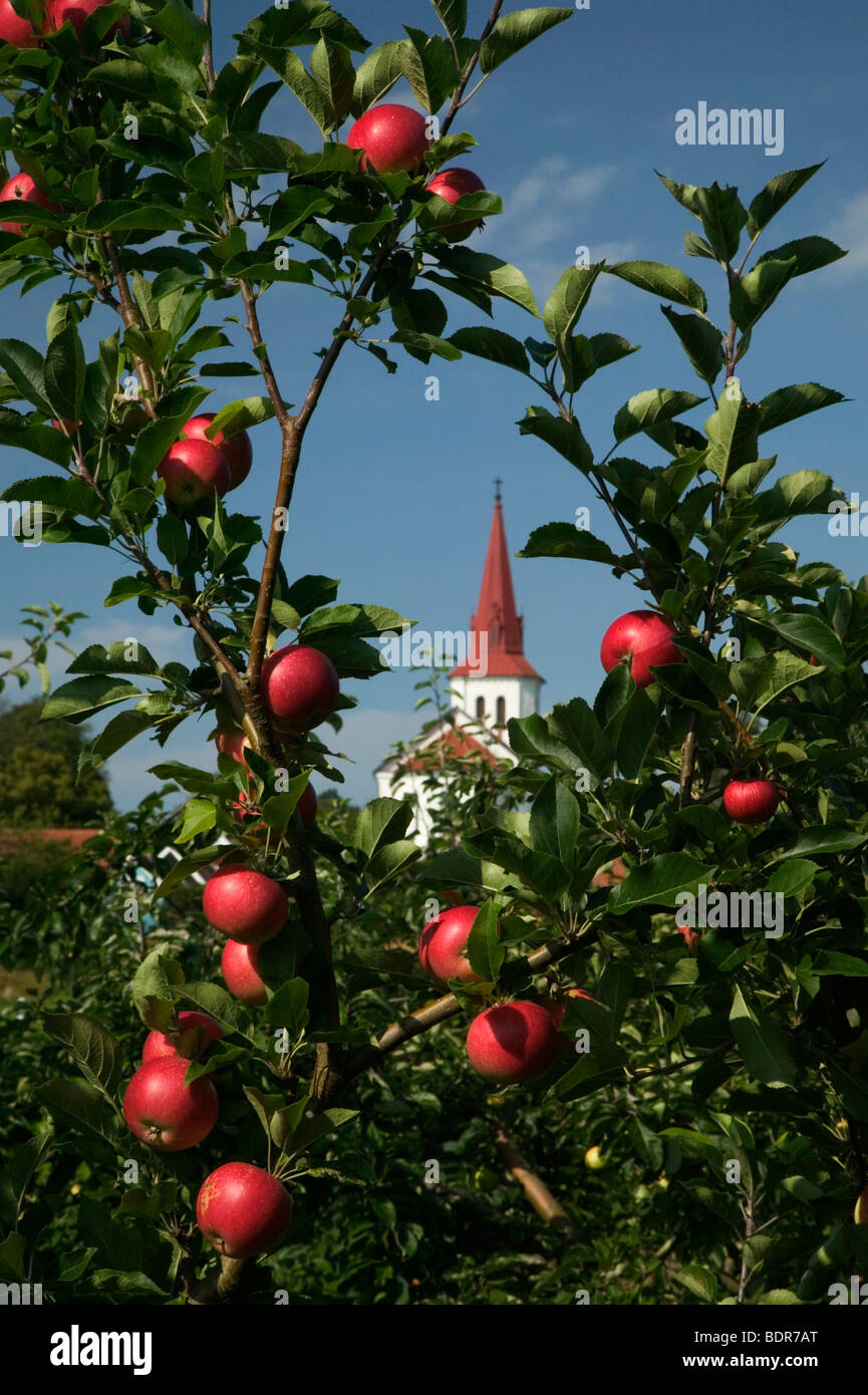 Apple trees Sweden. Stock Photo