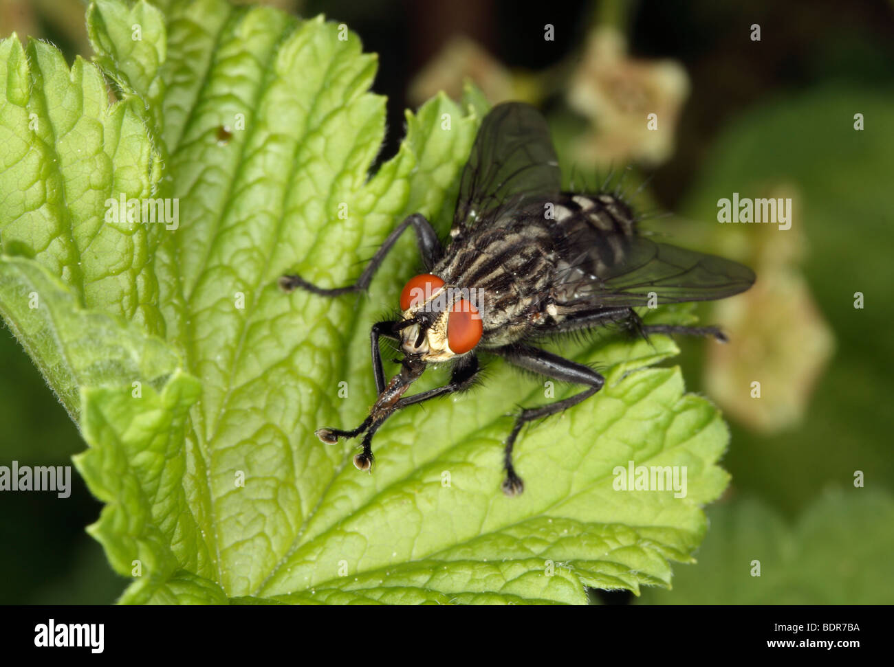A flesh-fly Sweden. Stock Photo
