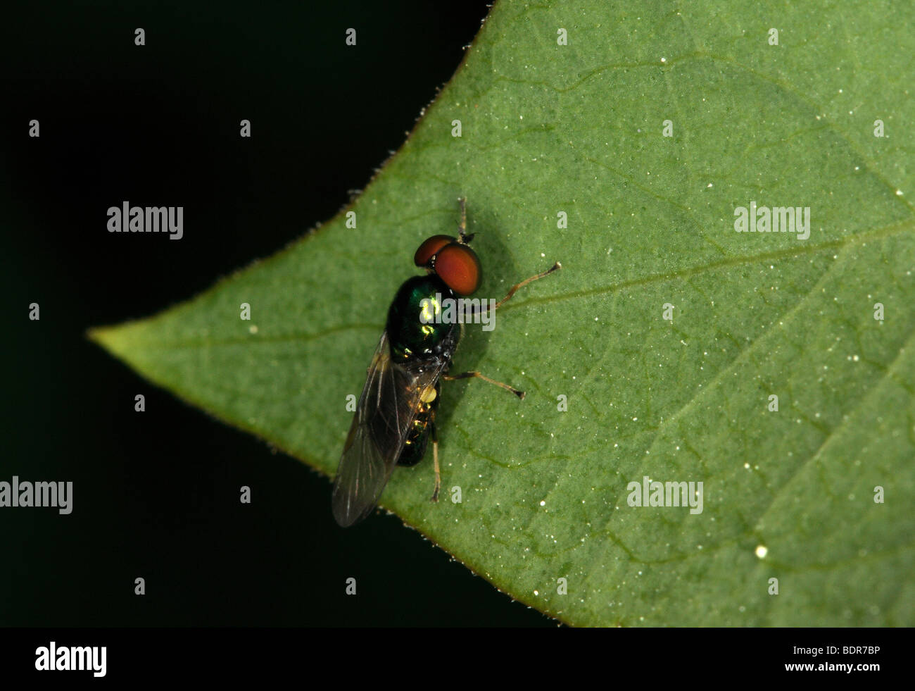 Microchrysa polita a soldier fly Sweden Stock Photo Alamy