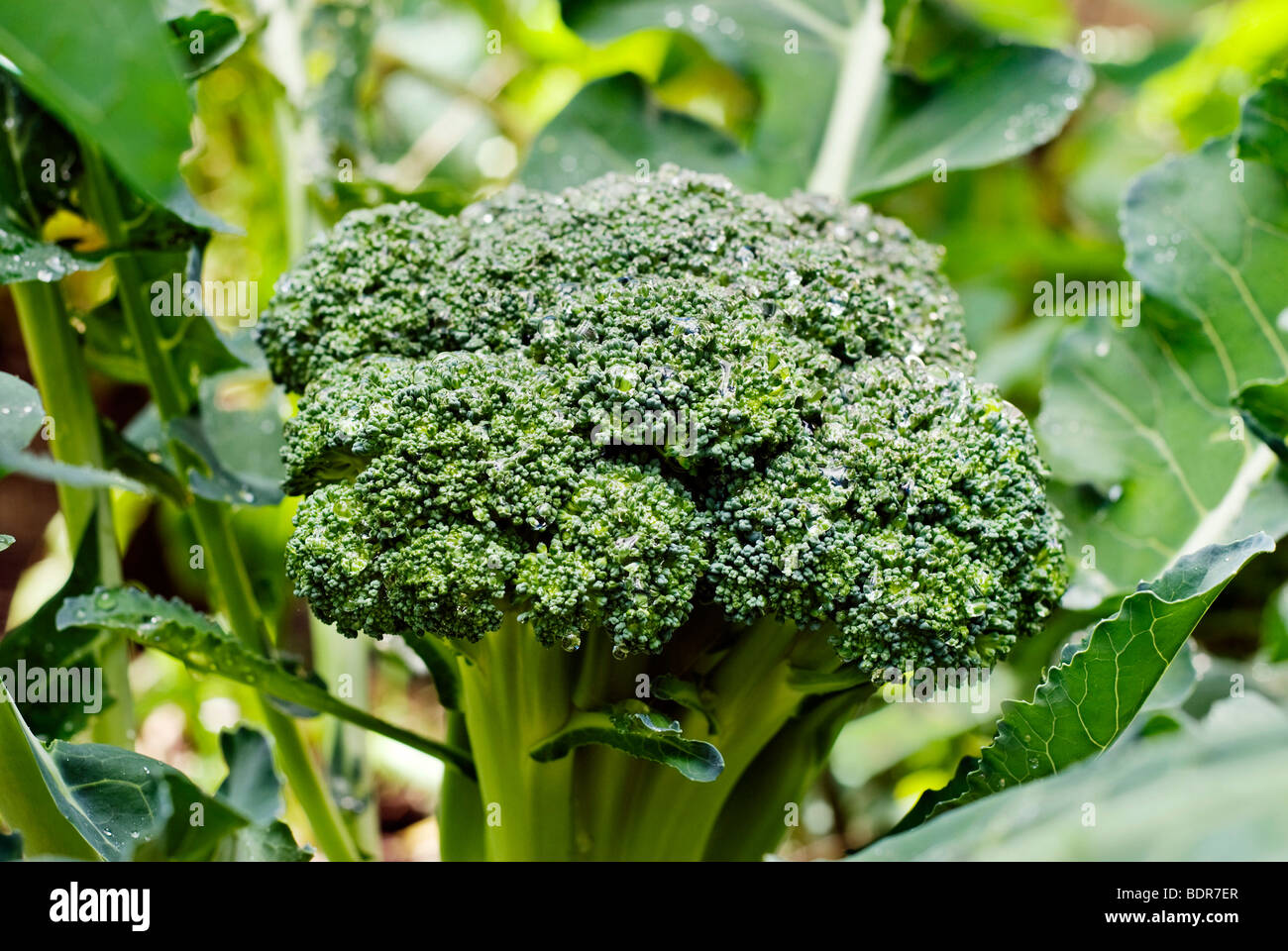 Broccoli growing in home garden Stock Photo Alamy