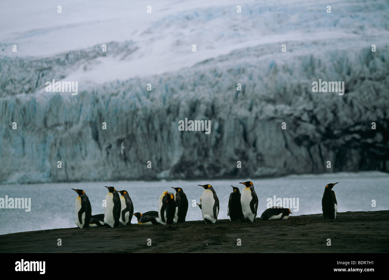 King penguins Heard Island. Stock Photo