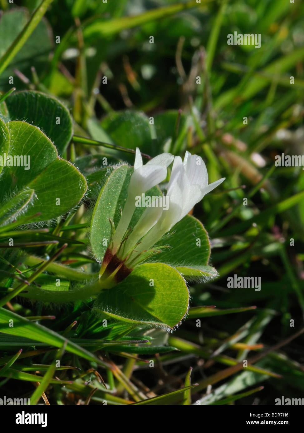 Burrowing Clover - Trifolium subterraneum Stock Photo