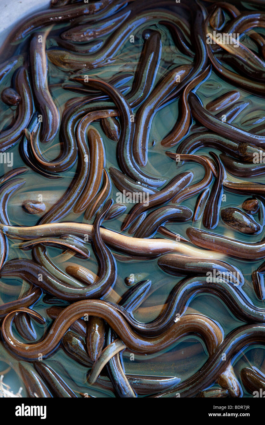 A bucketful of eels in an asian market Stock Photo
