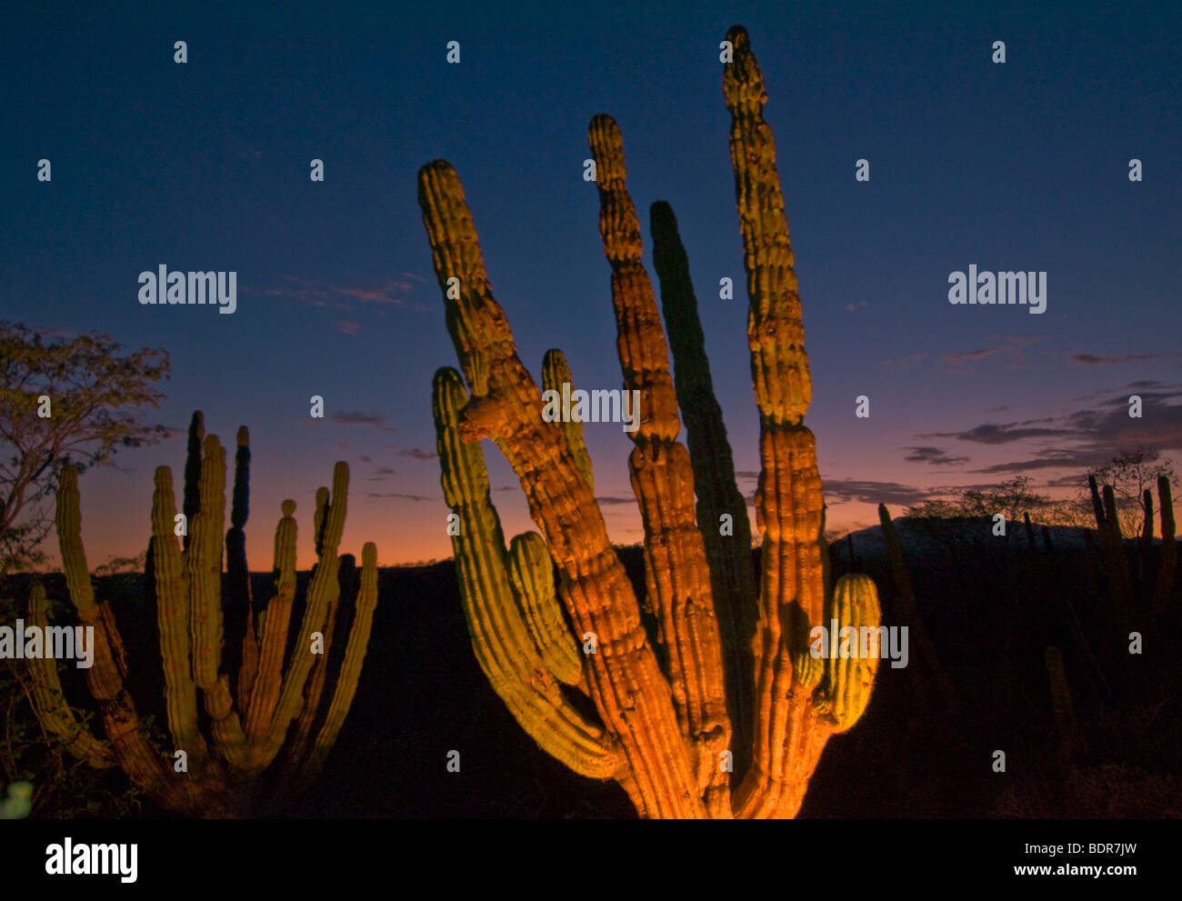 Desert plant baja mexico hi-res stock photography and images - Alamy