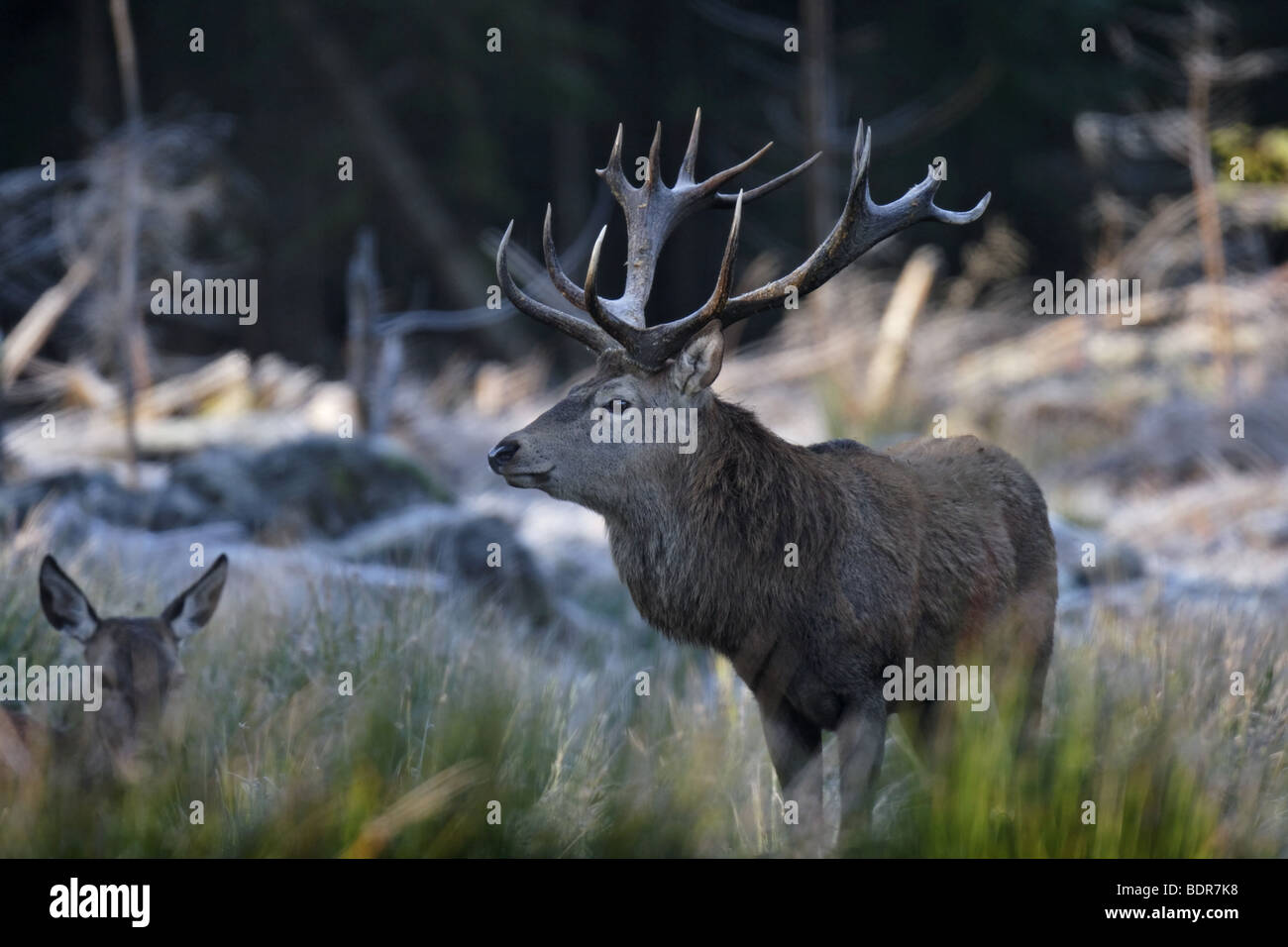 Rothirsch (Cervus elaphus) Red Deer - male Stock Photo