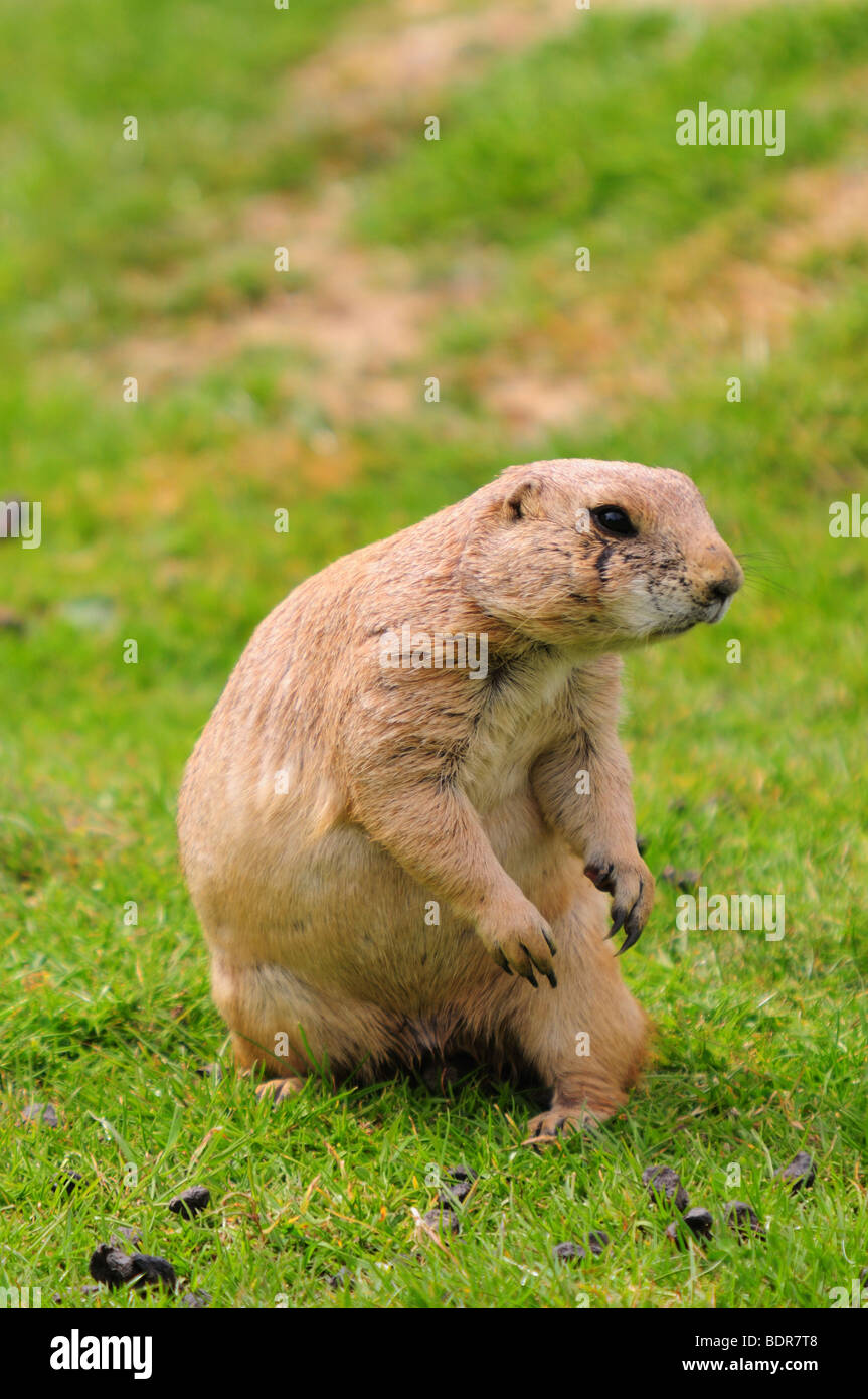 Prairie Marmot Stock Photo