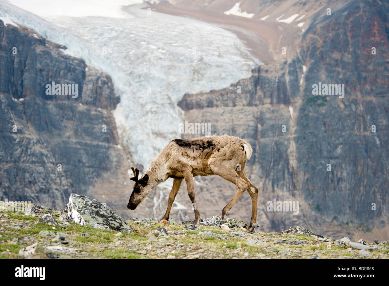 Mountain Woodland Caribou with Angel Glacier behind at Mount Edith Cavell,  Jasper National Park, Alberta, Canada Stock Photo - Alamy