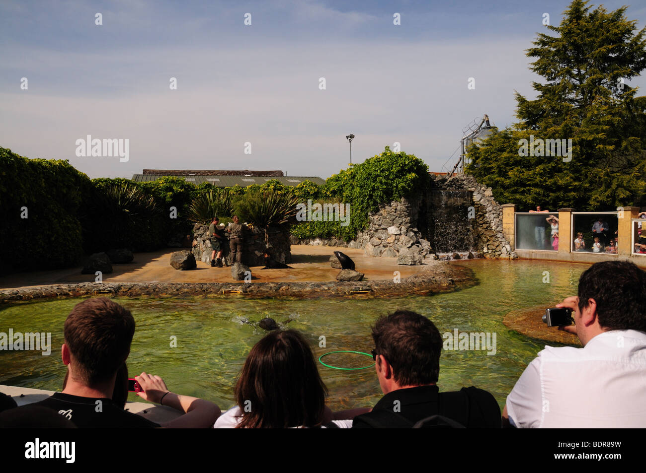 Seal enclosure Banham Zoo Norfolk Stock Photo